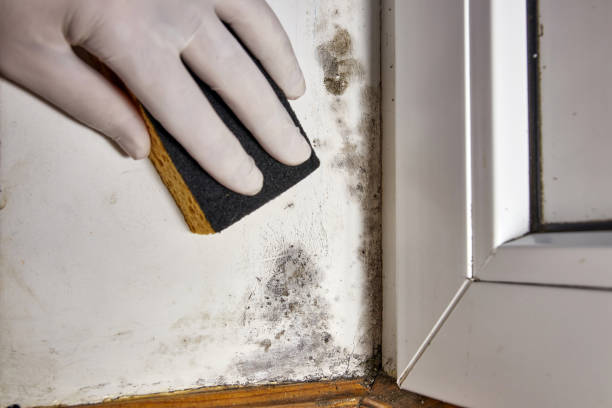 Environmental Consulting for Mold Prevention in Pandora, OH